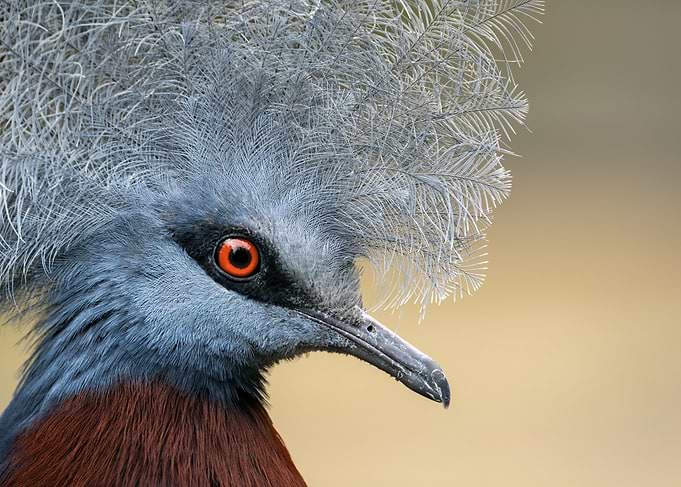 Close-up of a Victoria Crowned Pigeon