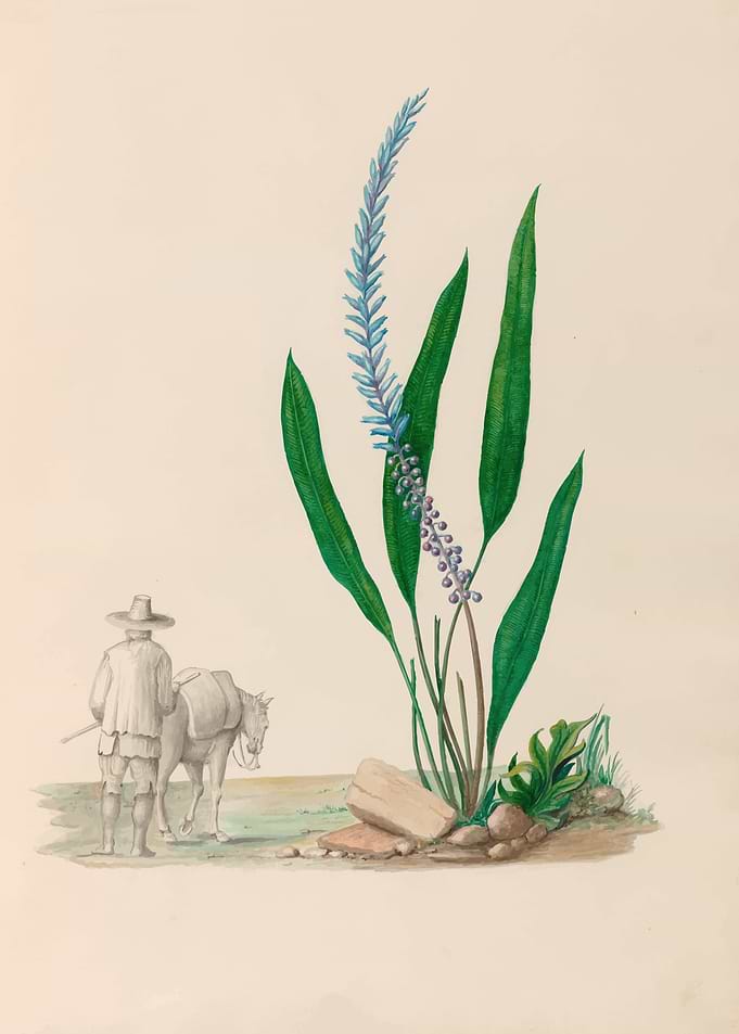 Botanical Illustration with Traveler and Donkey by: Charles Empson