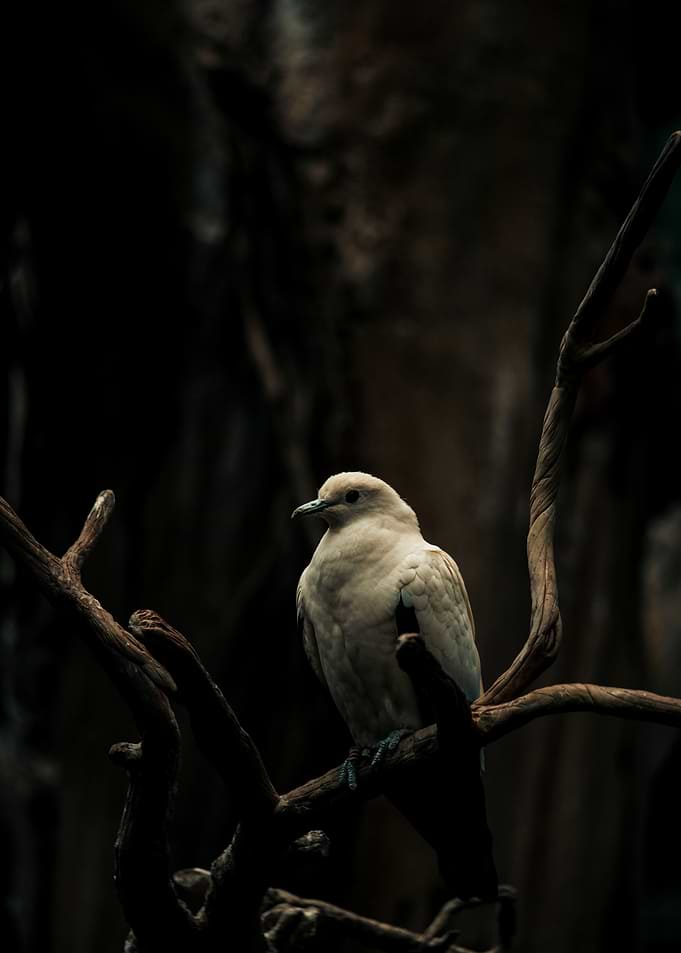 Pale Dove Perched on a Branch