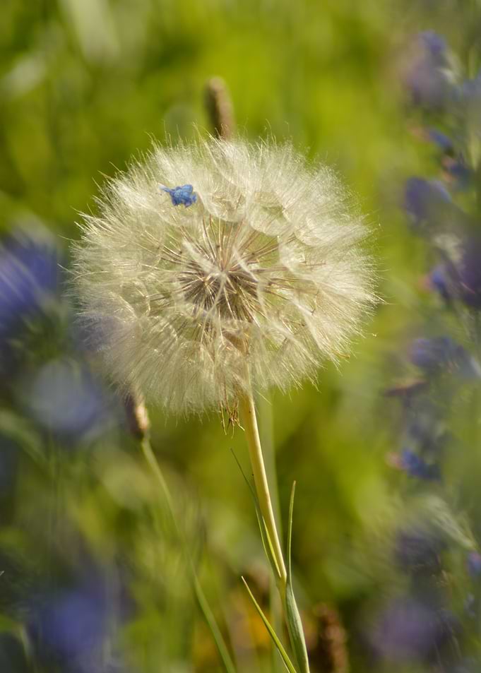 Blue Whisper — Dandelion Dream