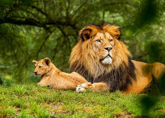 Lion and cub resting