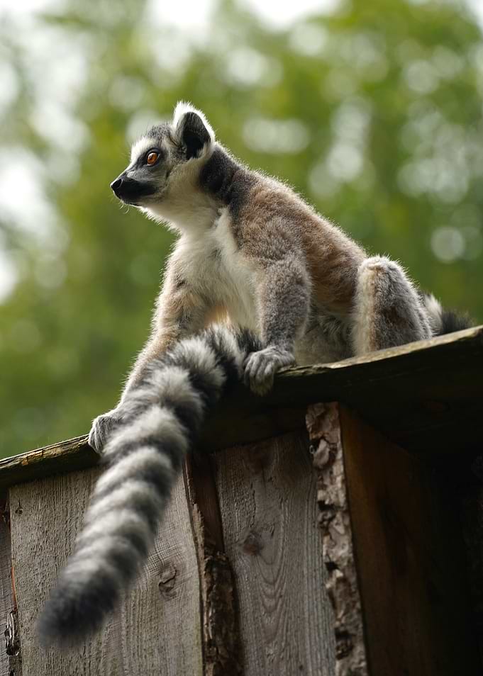 Ring-tailed Lemur Caught in Thought