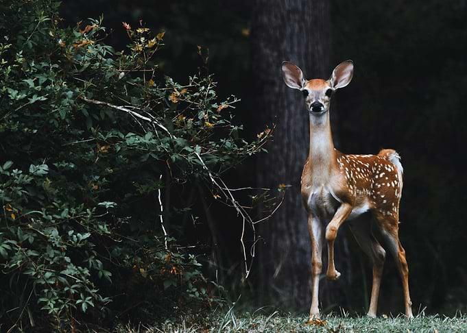 Young deer in a forest