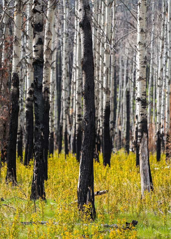 Burnt Forest with Yellow Wildflowers