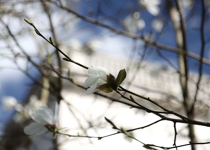 Magnolia Blossom on Branch