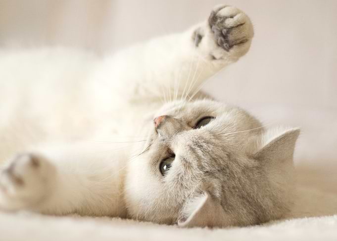 Cute White Cat Lying on Back