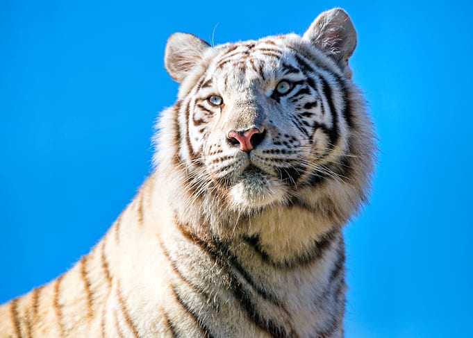 White Tiger with Blue Eyes