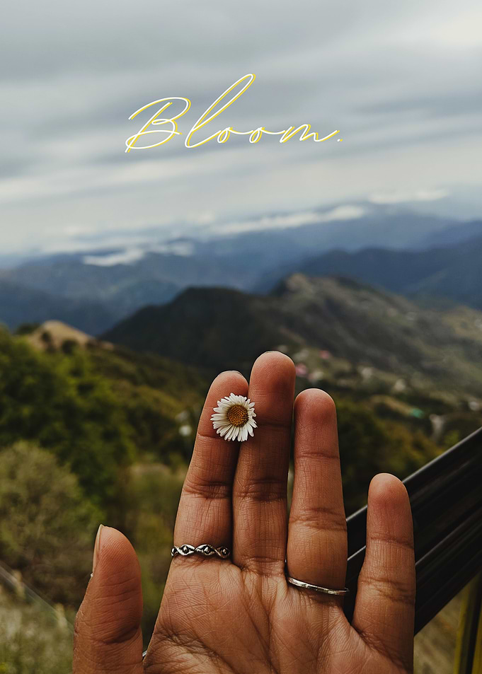 Wildflower, above the Clouds