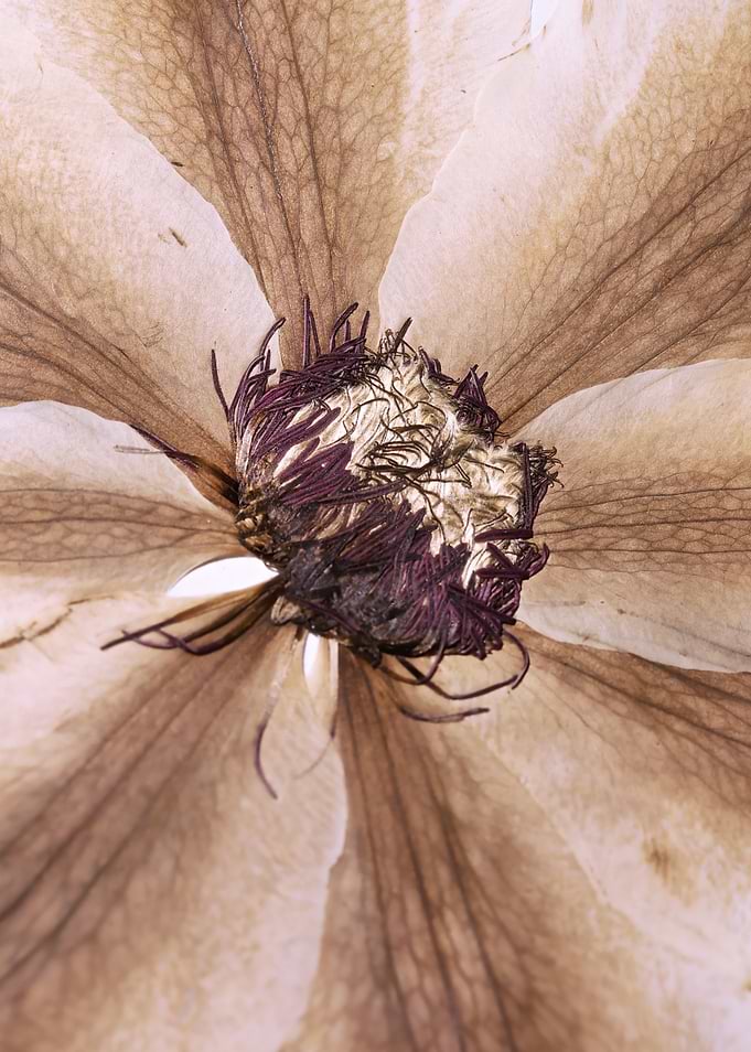 Close-up of a Dried Flower Center