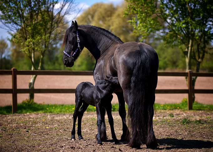 Mother and Foal Horse