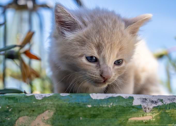 Cute Kitten with Blue Eyes