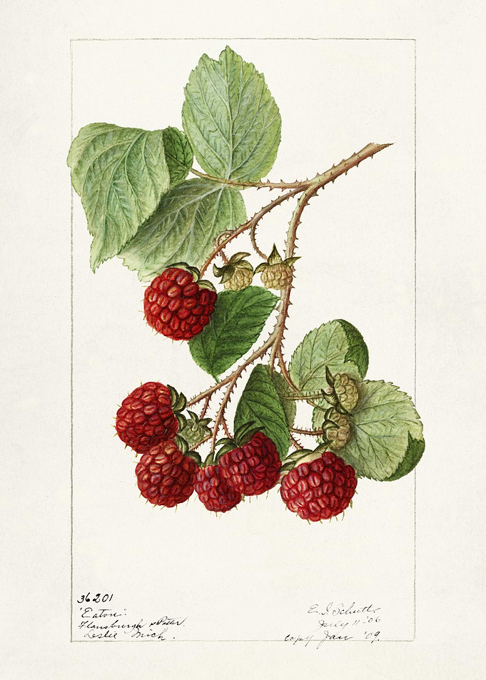 Raspberry Branch Illustration
