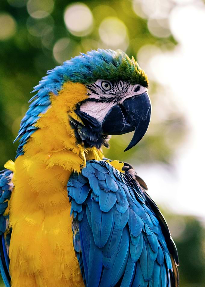 Blue and Gold Macaw Portrait