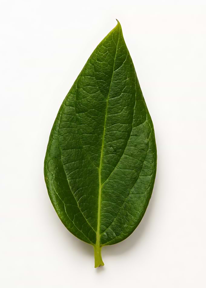Single Green Leaf