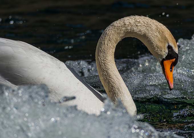 Swan in choppy water