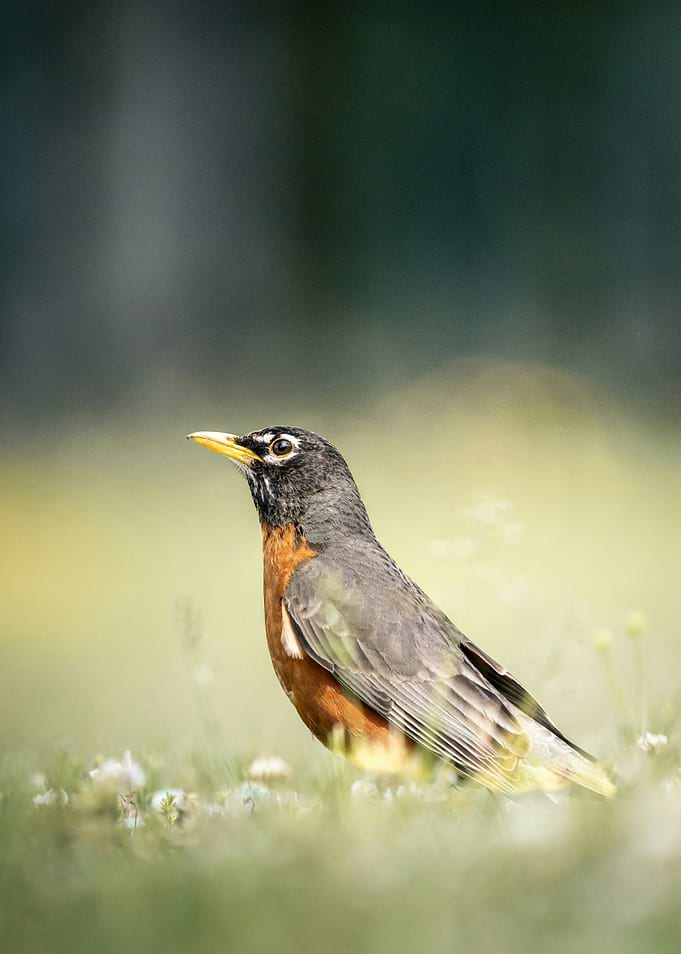 American Robin in a Field