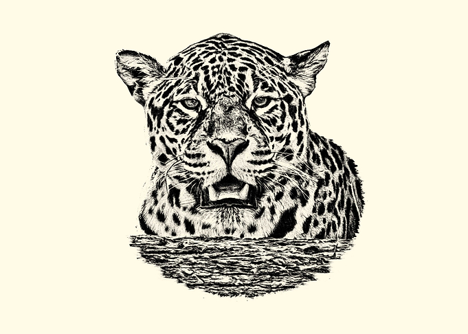 Jaguar Emerging from Water