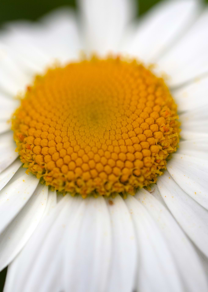Close-up of a Daisy Flower