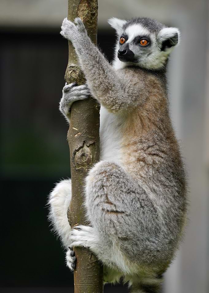 Ring-tailed Lemur Climbing a Tree