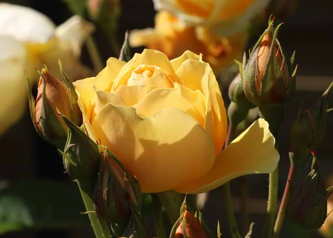 Yellow Rose with Buds