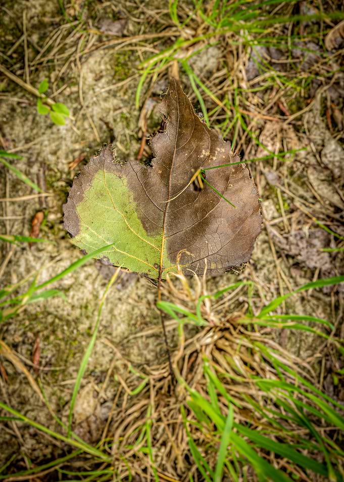 Partially Brown and Green Leaf on Ground