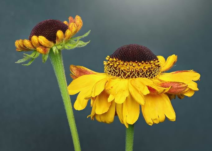 Two Yellow Flowers with Dark Centers