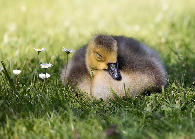 Baby Goose Sleeping in Grass