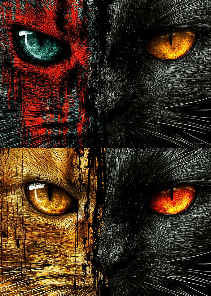 Split Face Cats with Intense Eyes