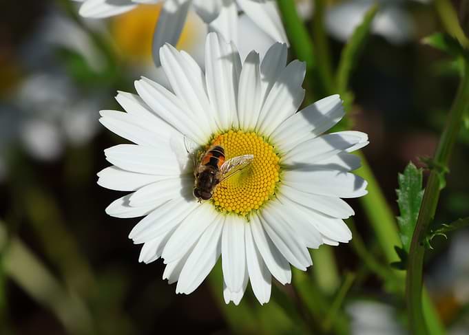 Bee on a Daisy