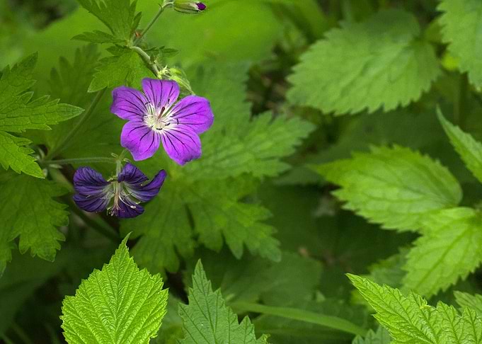 Purple Geranium Flowers in Greenery