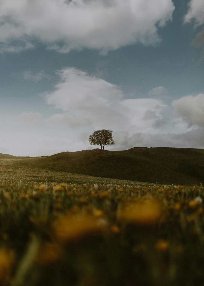 Lone tree on a grassy hill