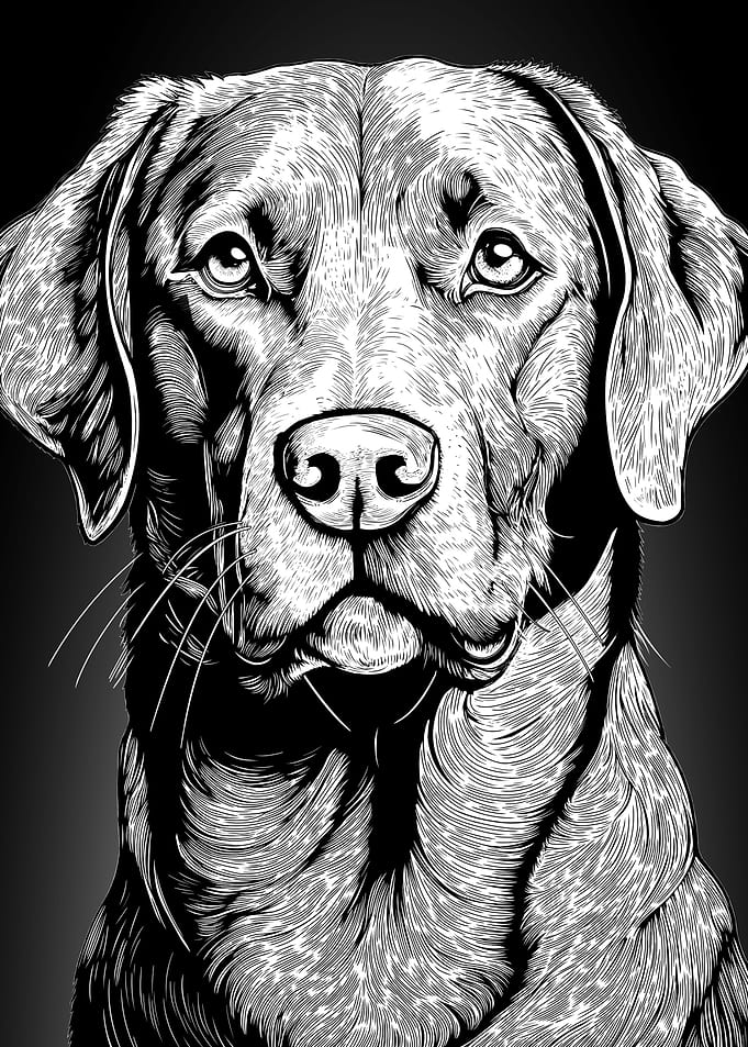 Black and White Labrador Portrait