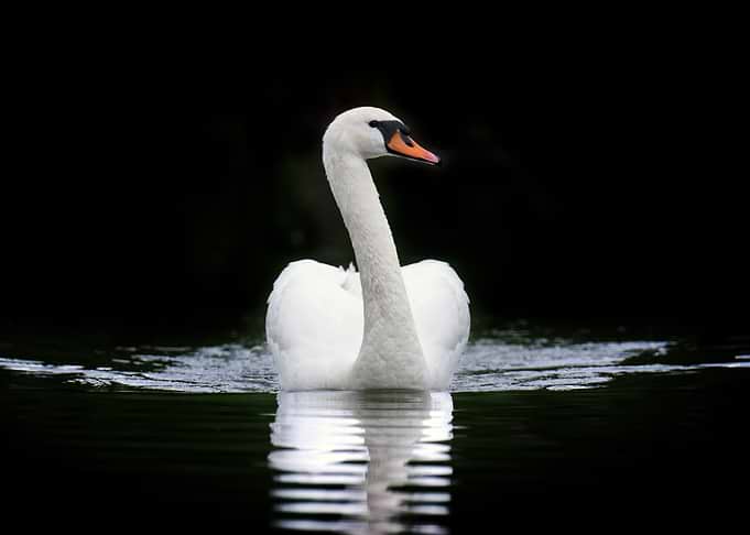 White Swan on Dark Water