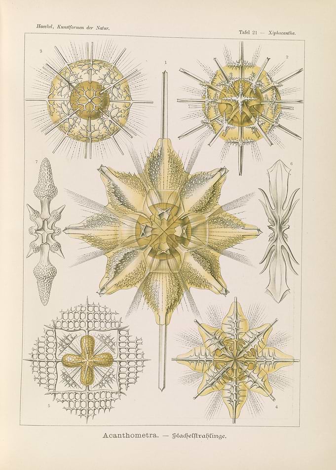 Vintage Illustration of Acanthometra