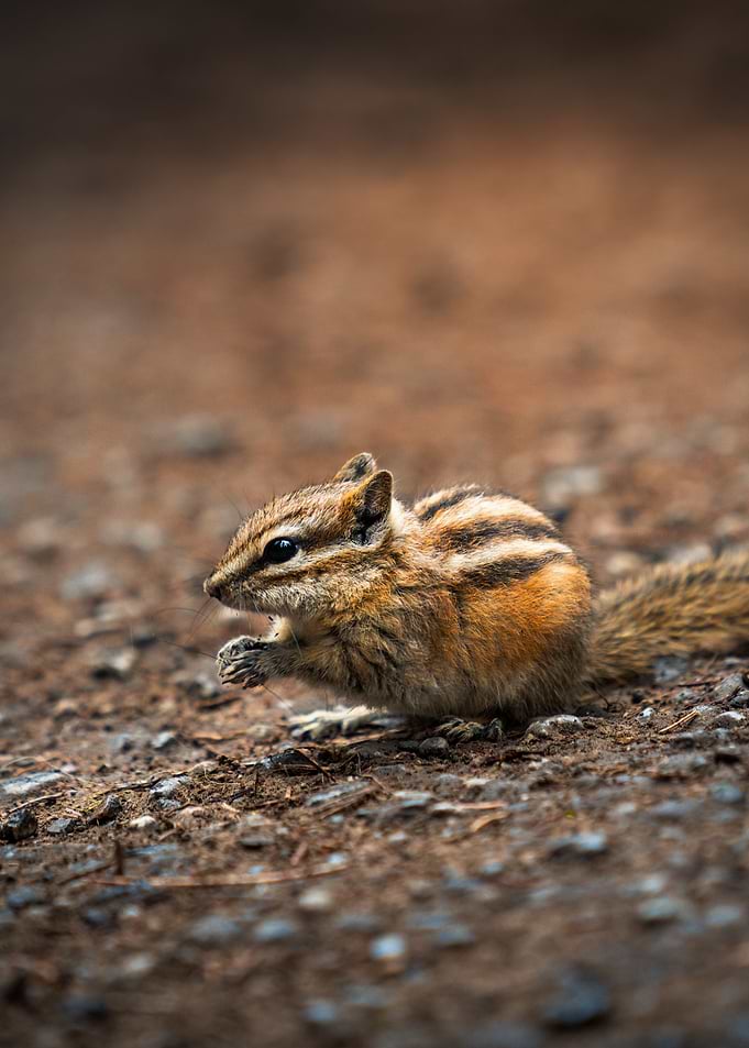Chipmunk Eating on the Ground