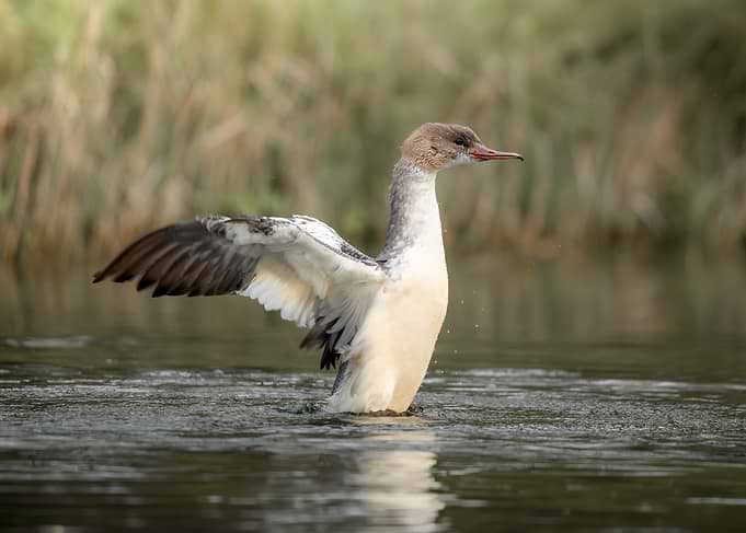 Merganser Duck Shaking Water Off Wings