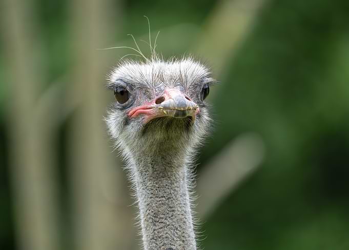 Ostrich Head Close-up