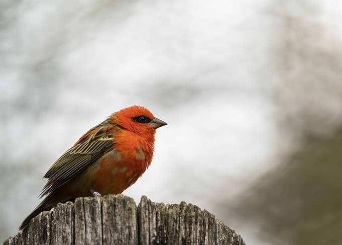 Red bird on a wooden post