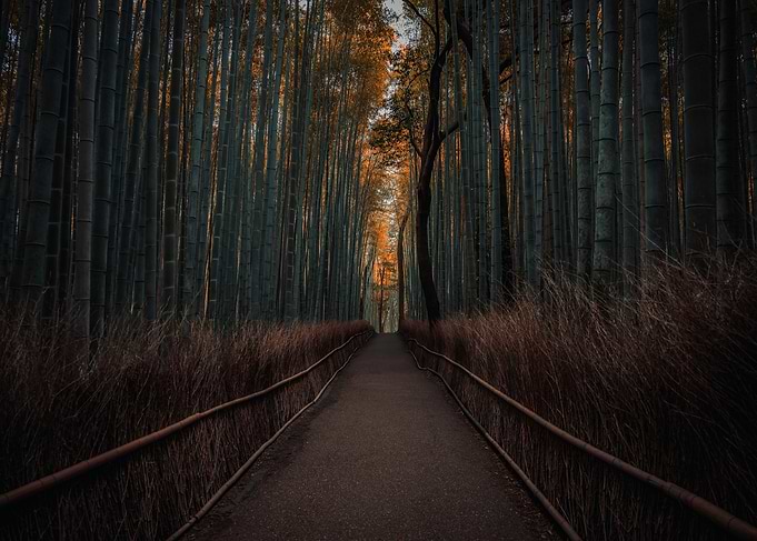 Bamboo Forest Path