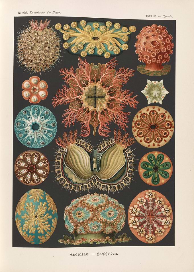Vintage Marine Life Illustrations