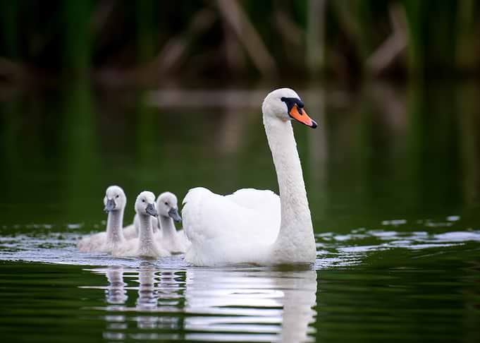 Swan and cygnets swimming in a lake