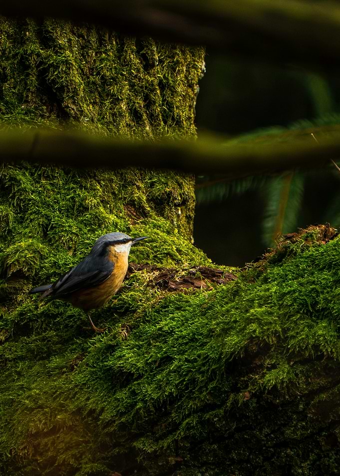 Nuthatch perched on mossy tree trunk