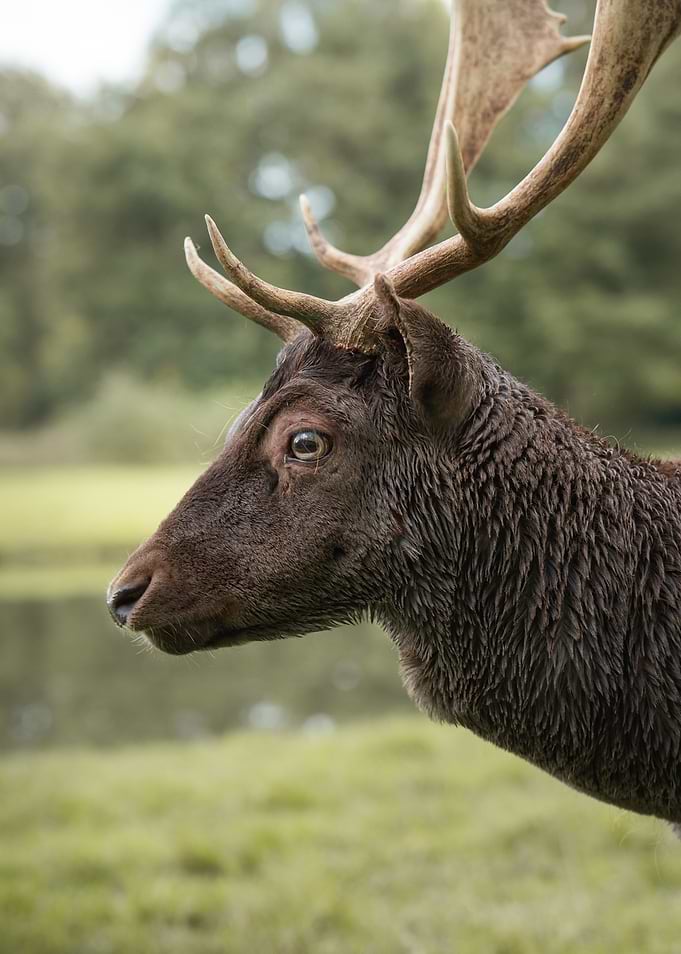 Fallow Deer's Head