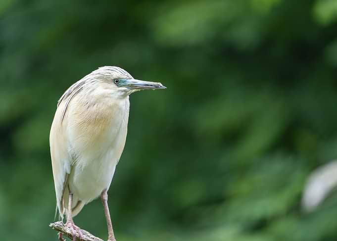 Squacco Heron perched on a branch