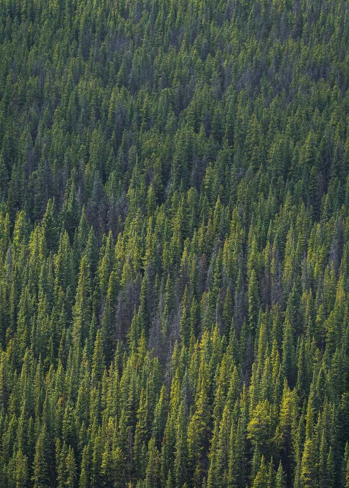 Dense Evergreen Forest Canopy