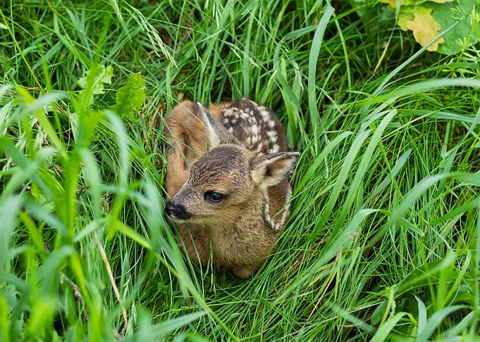 New born fawn Hiding in Green Grass