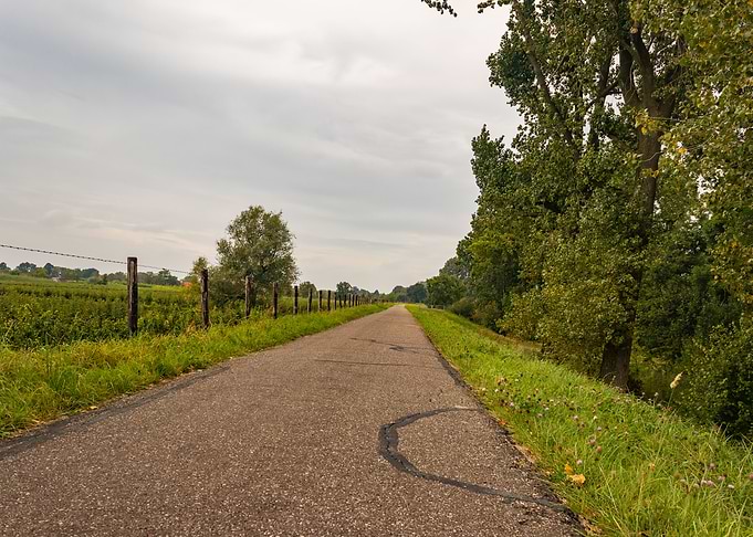 Rural Road Lined with Trees and Fence