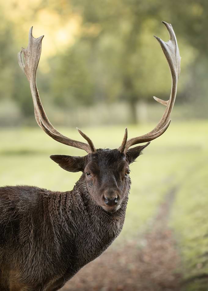 Dark Fallow Deer with Antlers