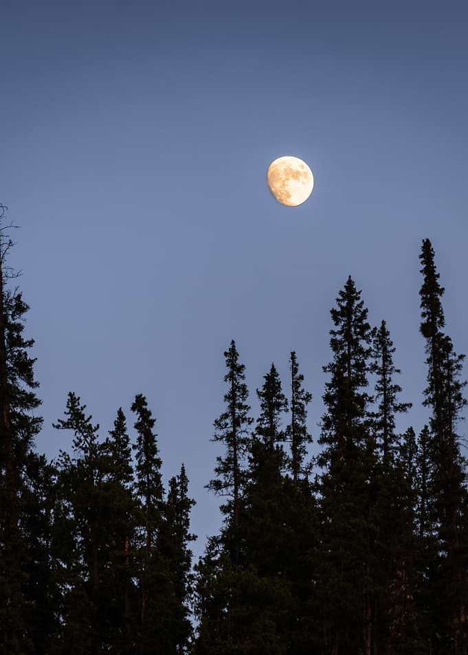Moonlit Forest Silhouette