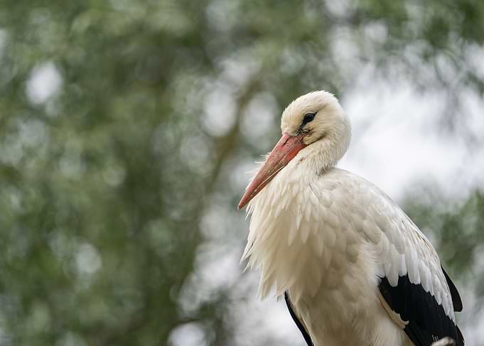 Close-up of a White Stork